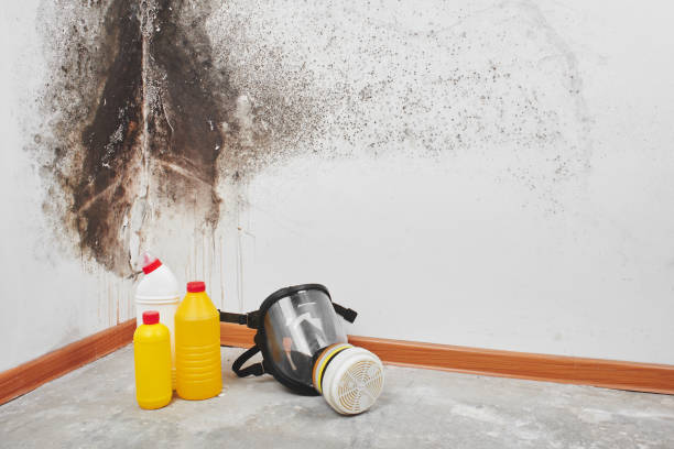 Best Fast Mold Removal  in Wilsons Mills, NC